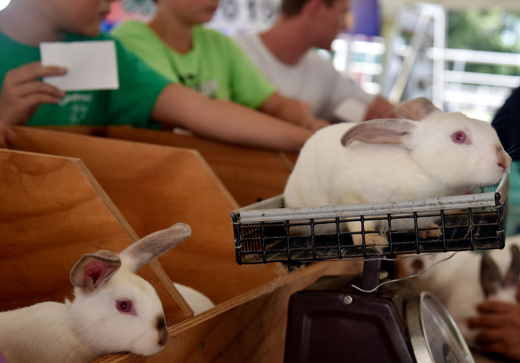 The rabbits bred for their meat are weighed